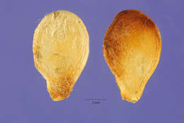 Image of Texas gourd