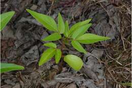 Image of tree-of-heaven