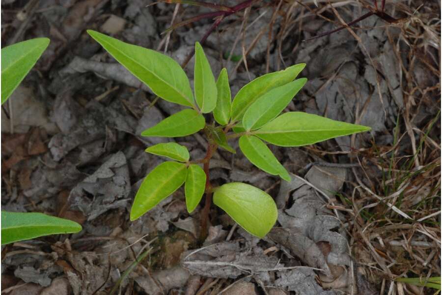 Image of tree-of-heaven