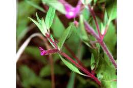 Image of blue waxweed