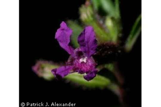 Image of blue waxweed