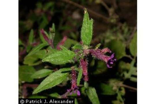 Image of blue waxweed