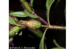 Image of blue waxweed