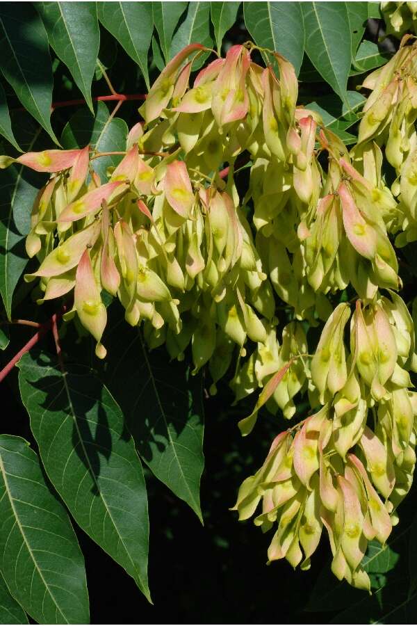 Image of tree-of-heaven