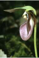 Image of Pink lady's slipper