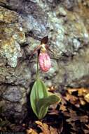 Image of Pink lady's slipper