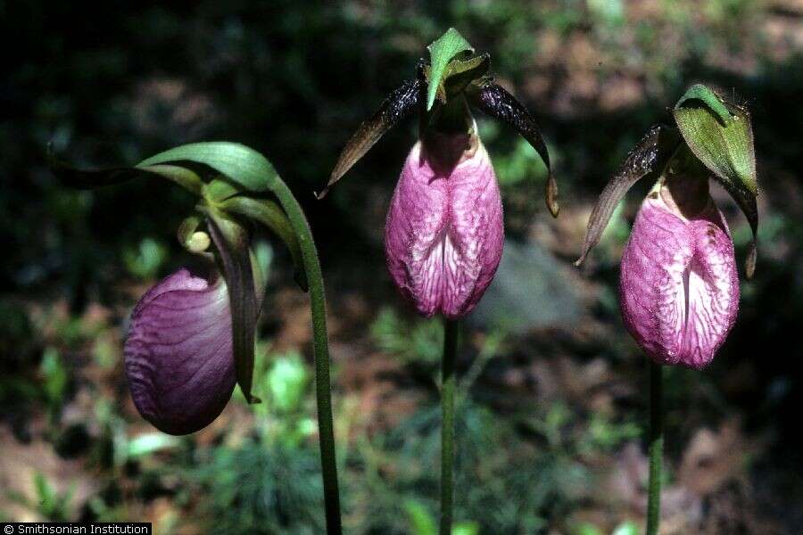 Image of Pink lady's slipper