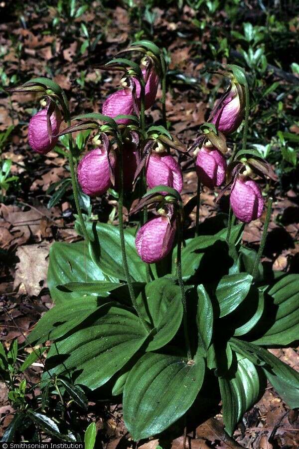 Image of Pink lady's slipper