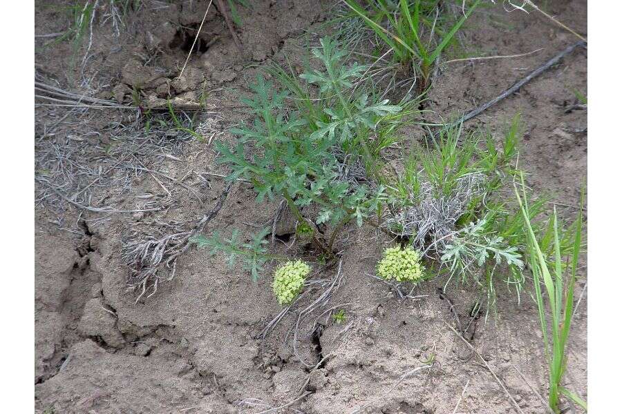 Imagem de Cymopterus glomeratus var. greeleyorum (J. W. Grimes & P. L. Packard) Goodrich & S. L. Welsh