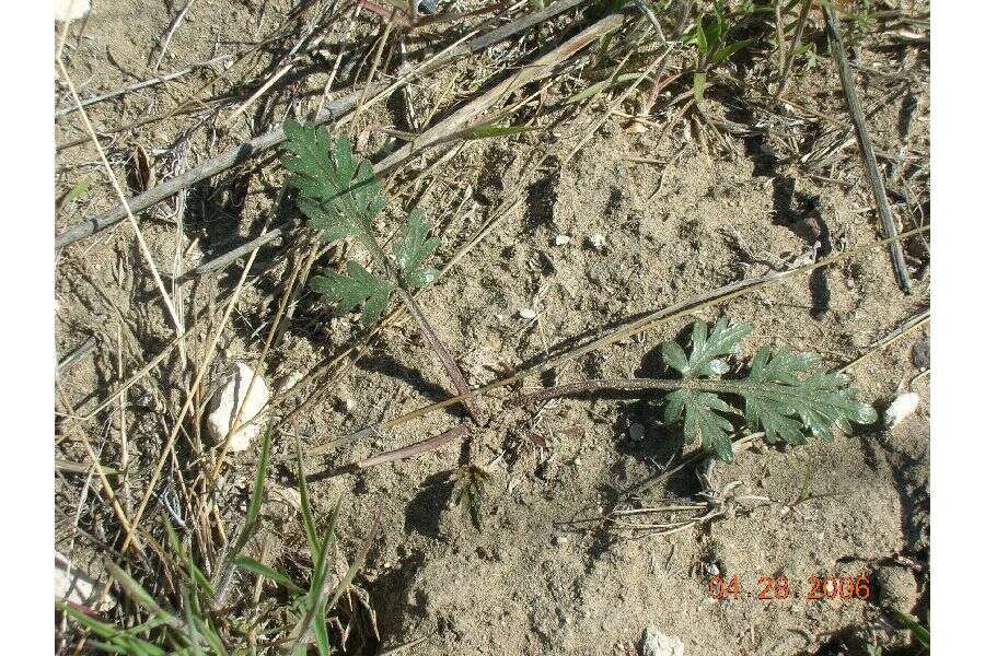 Imagem de Cymopterus glomeratus var. greeleyorum (J. W. Grimes & P. L. Packard) Goodrich & S. L. Welsh