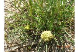 Imagem de Cymopterus glomeratus var. greeleyorum (J. W. Grimes & P. L. Packard) Goodrich & S. L. Welsh