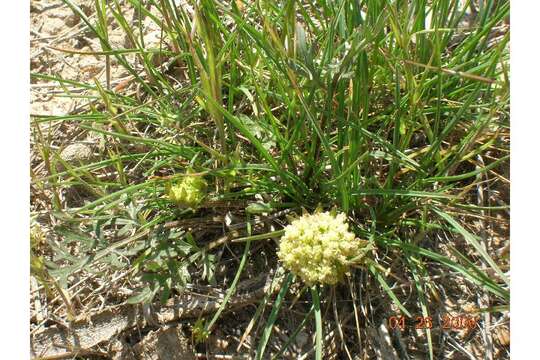 Image of Greeley springparsley