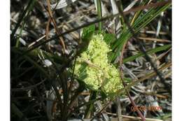 Imagem de Cymopterus glomeratus var. greeleyorum (J. W. Grimes & P. L. Packard) Goodrich & S. L. Welsh