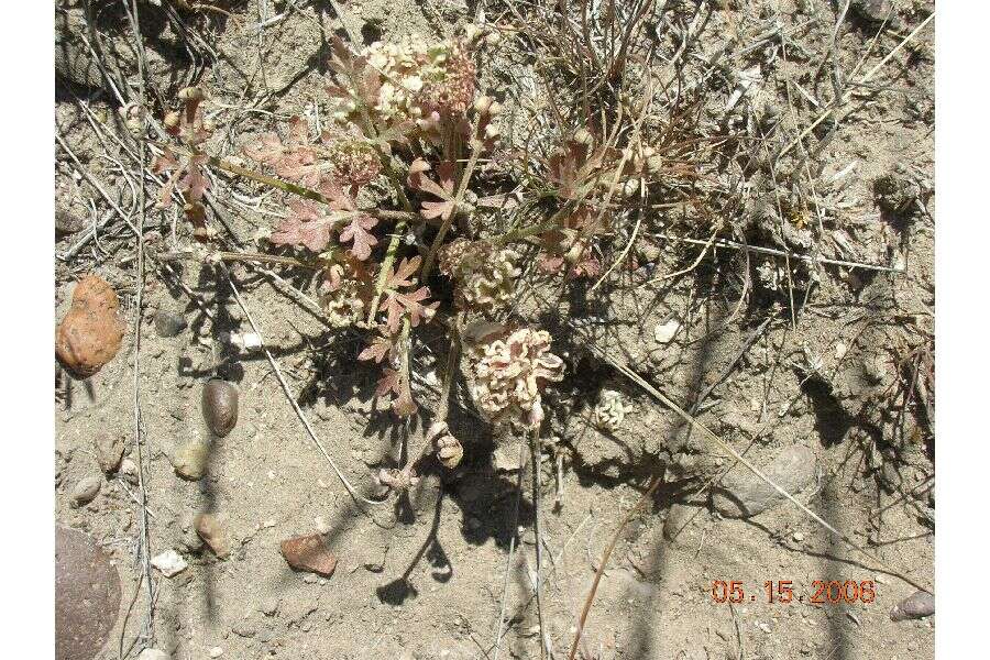 Image de Cymopterus glomeratus var. greeleyorum (J. W. Grimes & P. L. Packard) Goodrich & S. L. Welsh