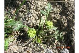 Image of Greeley springparsley