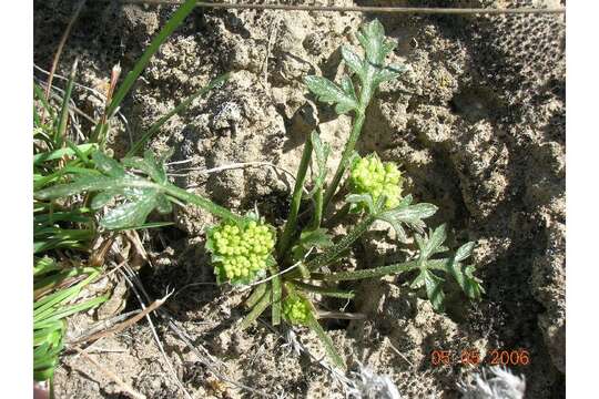 Image of Greeley springparsley