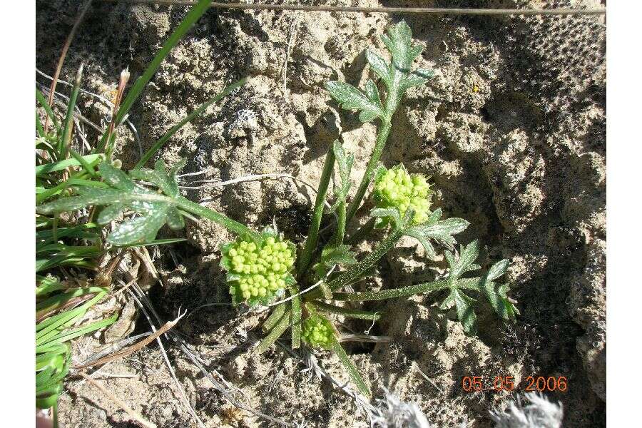 Cymopterus glomeratus var. greeleyorum (J. W. Grimes & P. L. Packard) Goodrich & S. L. Welsh resmi