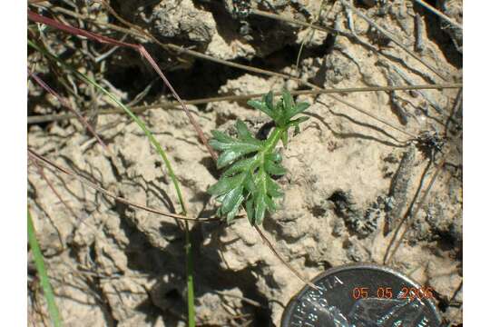 Imagem de Cymopterus glomeratus var. greeleyorum (J. W. Grimes & P. L. Packard) Goodrich & S. L. Welsh