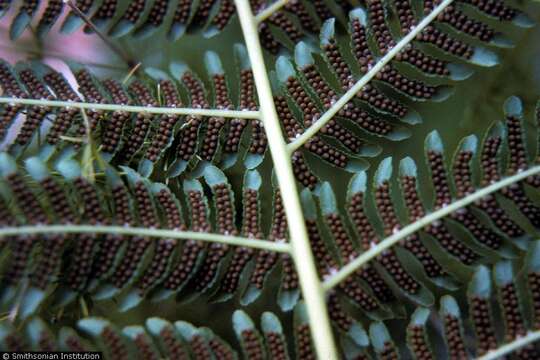 Image of West Indian treefern