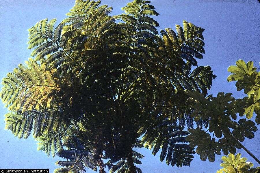Cyathea arborea (L.) Sm. resmi