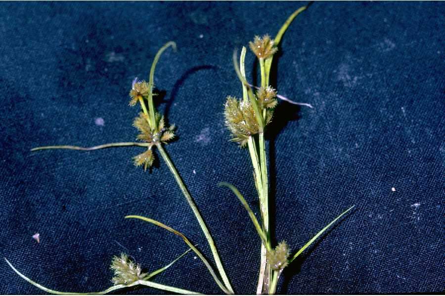 Image of bearded flatsedge