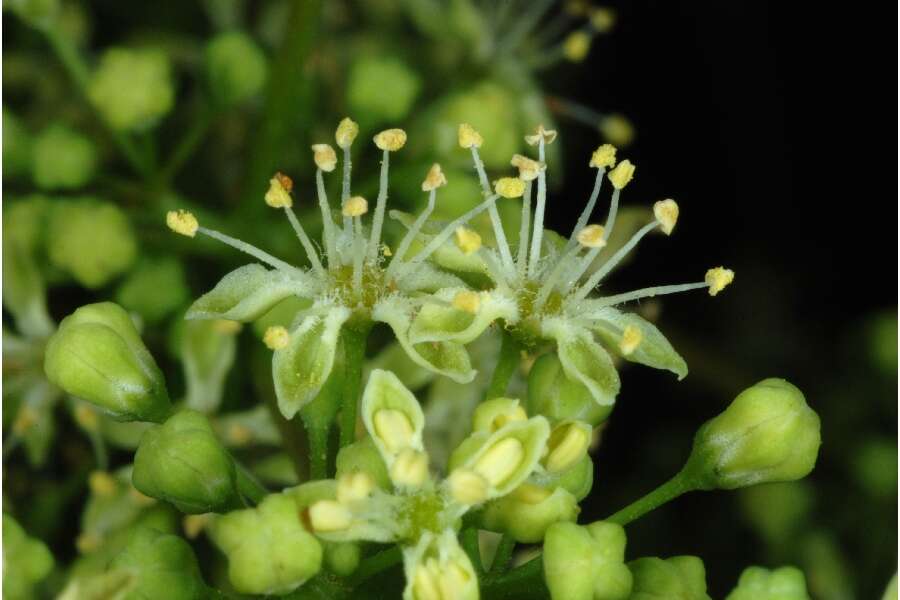 Image of tree-of-heaven