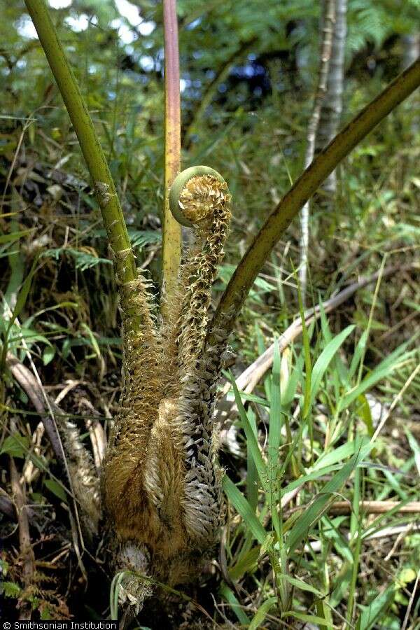 Image of treefern