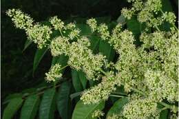 Image of tree-of-heaven