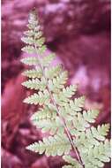 Image of bulblet bladderfern