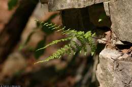 Image of bulblet bladderfern