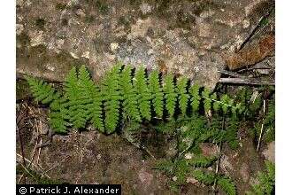 Image of bulblet bladderfern