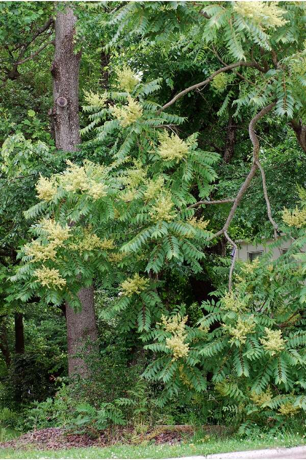 Image of tree-of-heaven