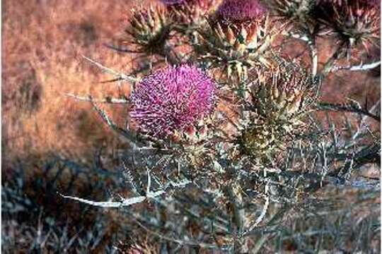 Image of cardoon