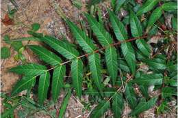 Image of tree-of-heaven