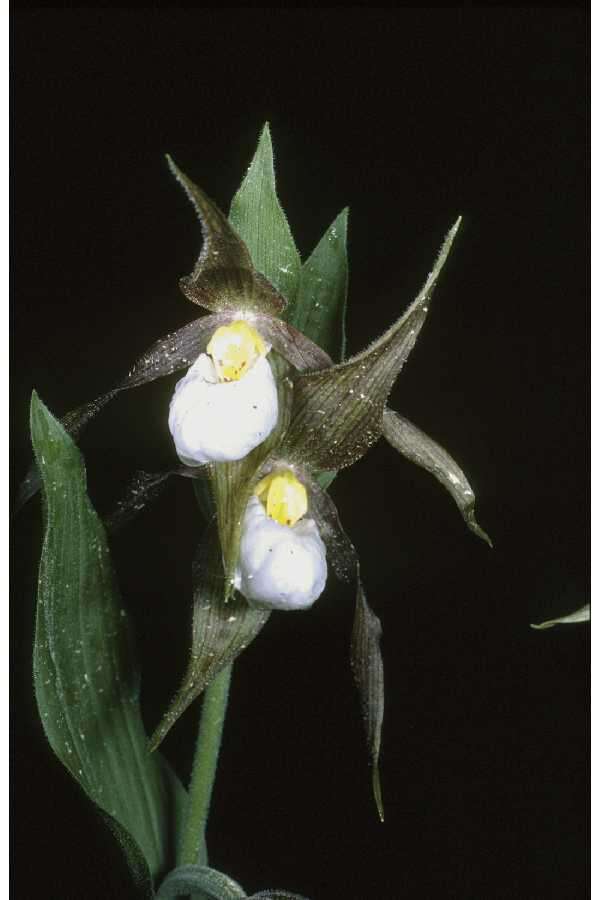 Image of Small white lady's slipper