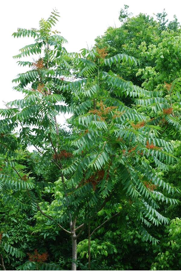 Image of tree-of-heaven