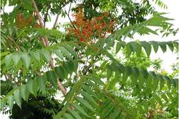 Image of tree-of-heaven