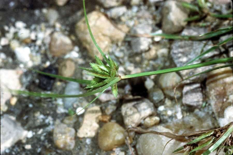 Imagem de Cyperus compressus L.