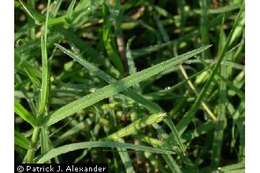 Image of Bermudagrass