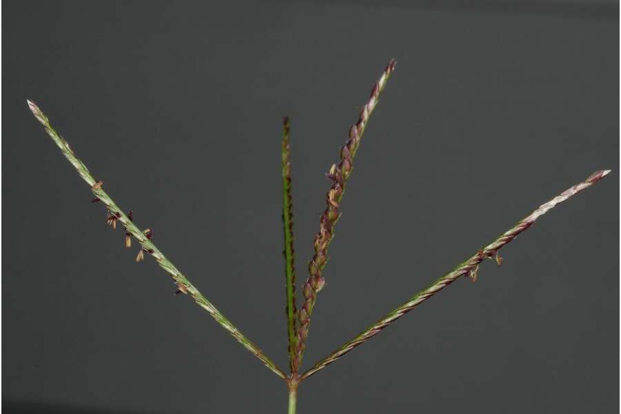 Image of Bermudagrass