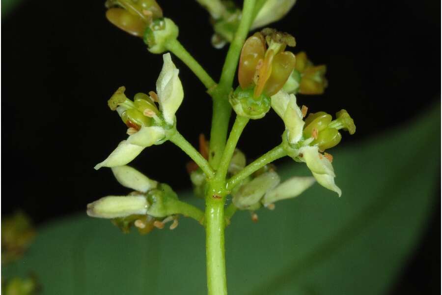 Image of tree-of-heaven