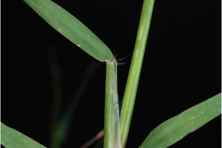 Image of Bermudagrass