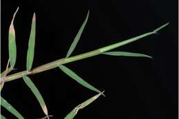 Image of Bermudagrass