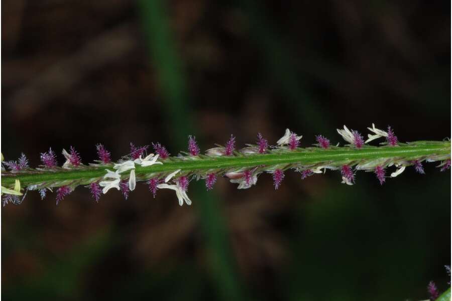 Image of Bermudagrass