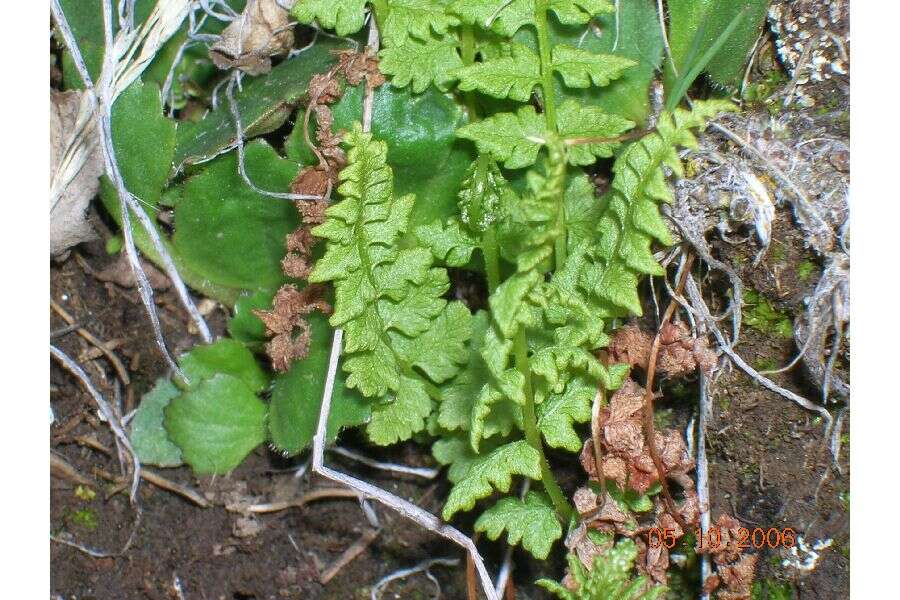 Image of brittle bladderfern