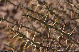 Image de Cylindropuntia leptocaulis (DC.) F. M. Knuth