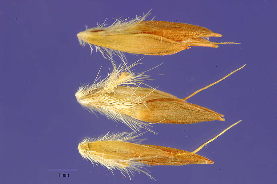 Image of citronella grass