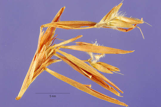 Image of citronella grass