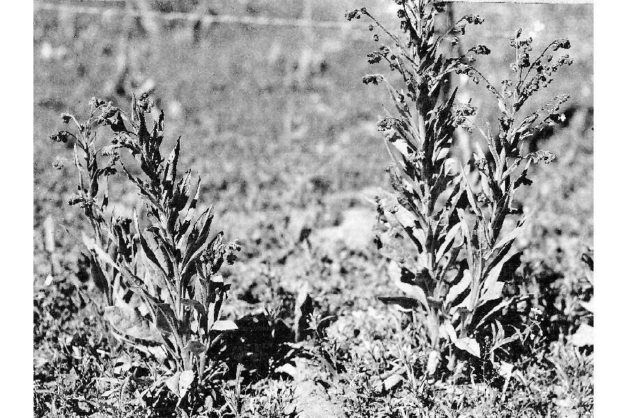 Image of hound's tongue