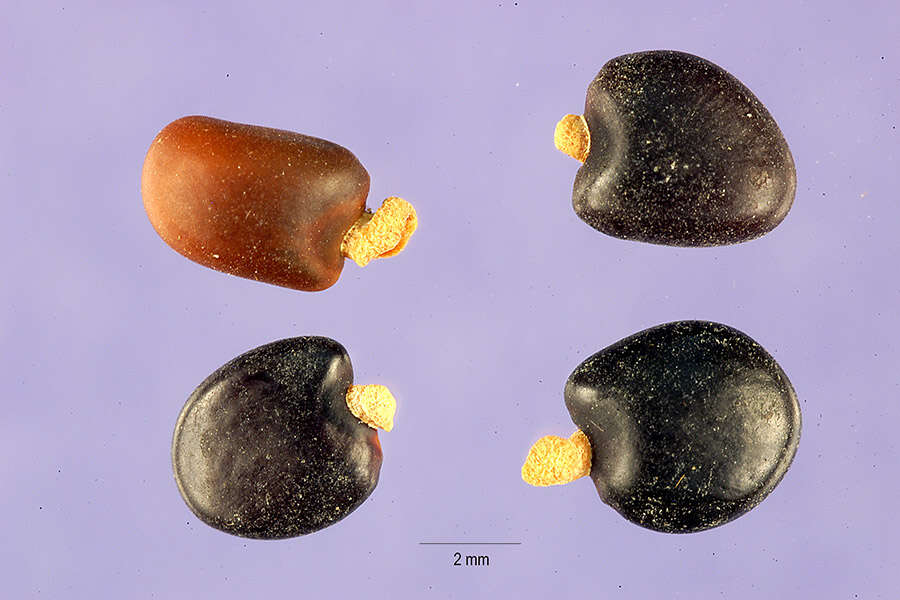 Image de Cytisus proliferus L. fil.